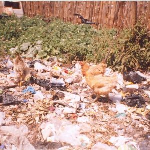 Dandora-chicken-on-dump.jpg