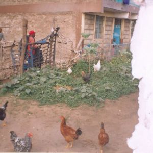 Dandora-chicken.jpg