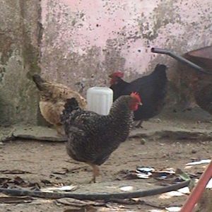 T_Backyard_Chicken_2.jpg