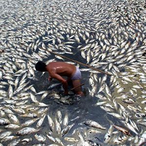 g02-Tianjin-05-dead-fish-china-river.jpg