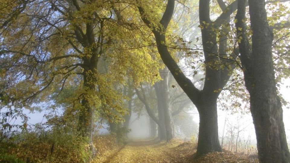 Ve fotosoutěži ankety Alej roku zvítězil snímek aleje z jihu Čech