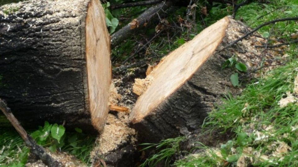 Watch out, alley!  Over 100 thousand trees have disappeared from the Czech countryside