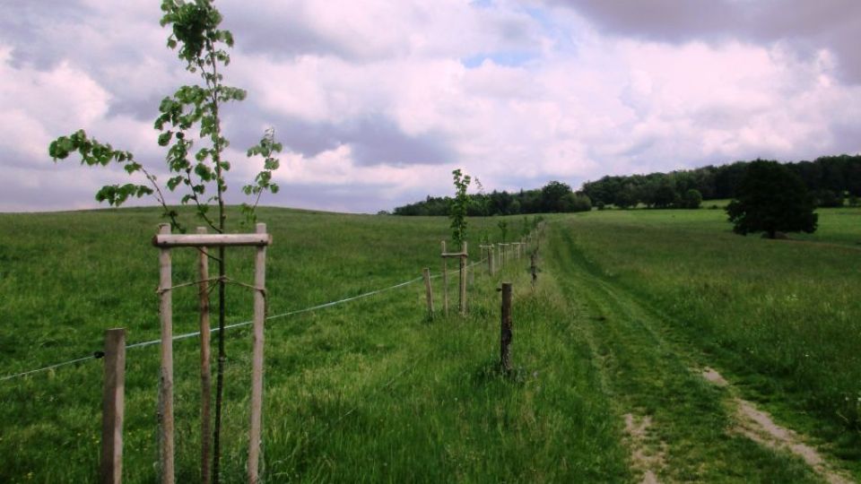 Jak se daří lípám a dubům ve Šluknově 2016