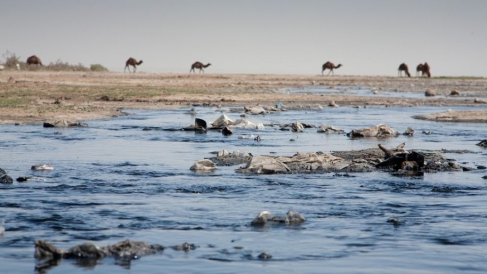 Camel milk contamination