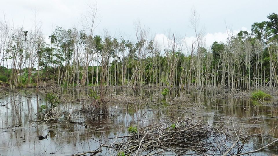 Polluting factories ordered to shut down after a decade of community outcry