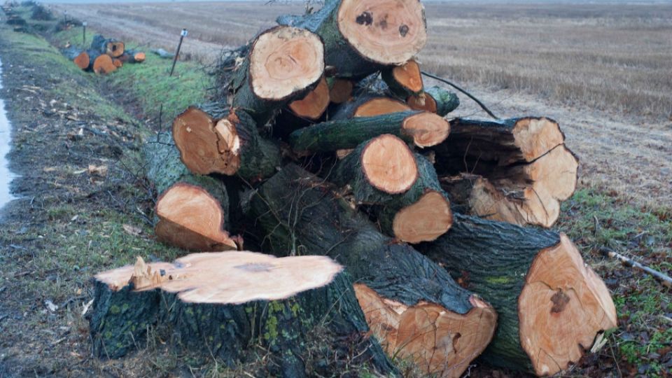 Místní se bouří, na Třeboňsku je o jedno silniční stromořadí méně