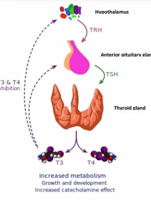 Testing of 17 sample extracts and procedure blanc for their potential to interfere with TTR-T4 binding using the FITC-T4 assay