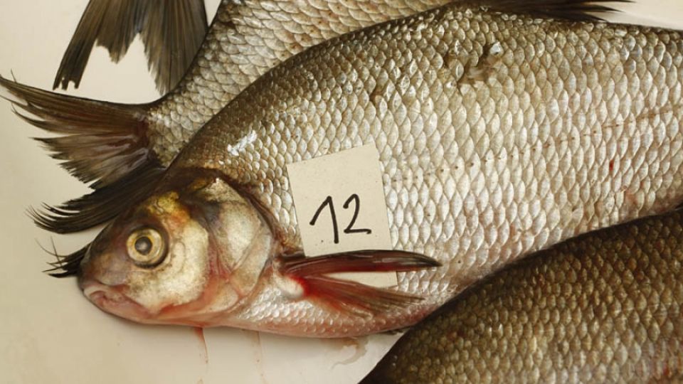 Czech bream wins – at least in the concentration of mercury in blood. And it lives in the Elbe under Spolana