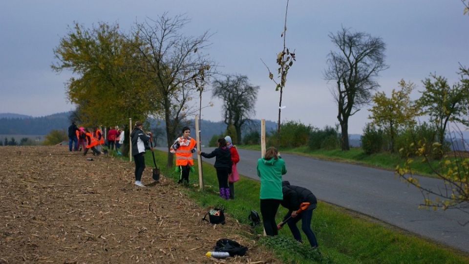 Výsadba třešňové aleje mezi Štípou a Velíkovou, Zlínsko