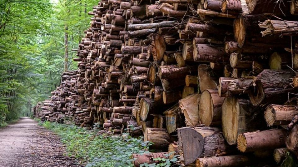 V deseti krajích se podél silnic převážně kácí. Sazenice nestačí nahrazovat padlé stromy