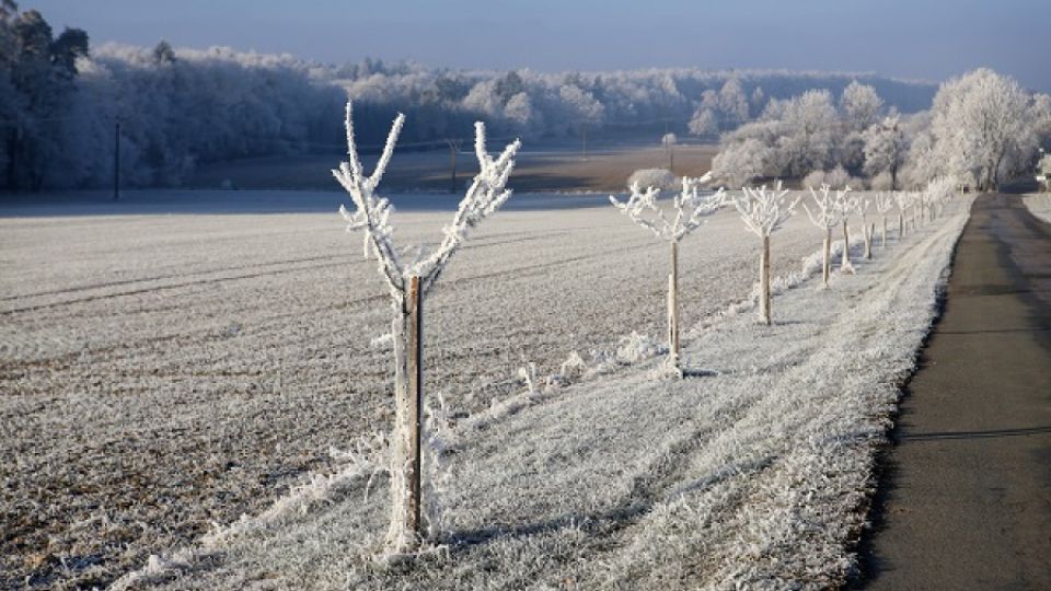 Stromy podél silnic stále především kácíme a jen výjimečně sázíme