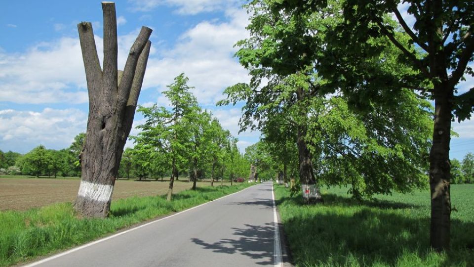 Další úspěšný krok při záchraně cenných alejí u Šilheřovic na Hlučínsku