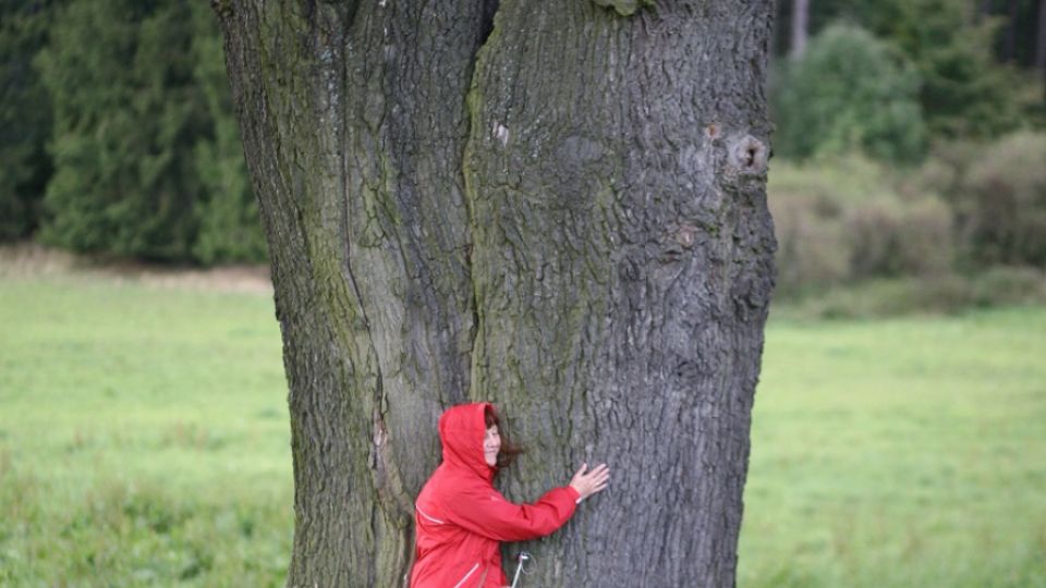 Stromy a aleje na Těšínsku