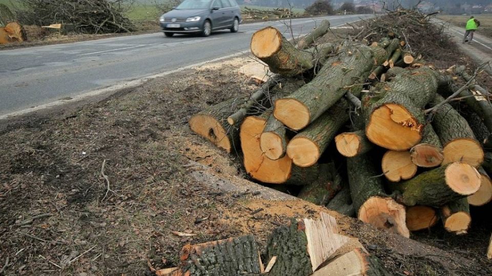 Za pokácením aleje u Ždírce stojí protiprávní rozhodnutí, lidská pohodlnost a hloupost