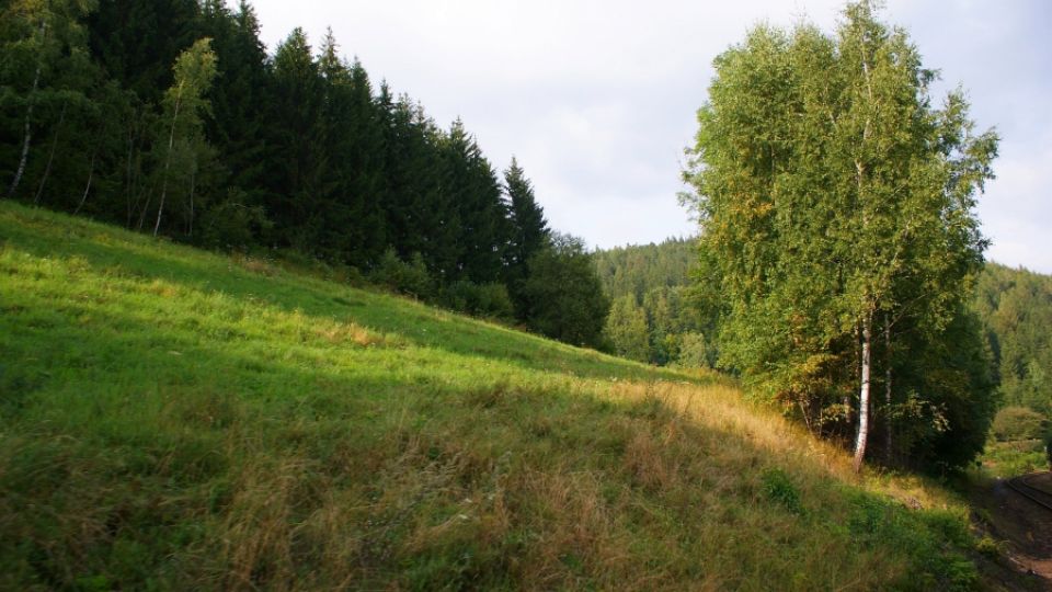 Místo stromů okolo železnice plánují vyholený pruh