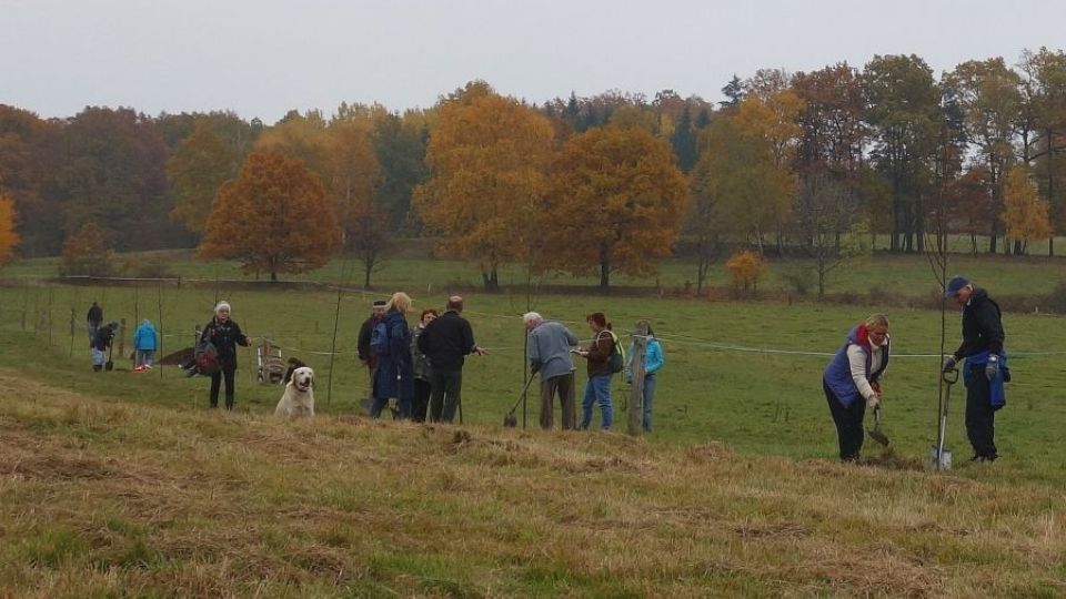 Do staronové aleje na Šluknovsku dnes dobrovolníci vysázeli 102 mladých stromků