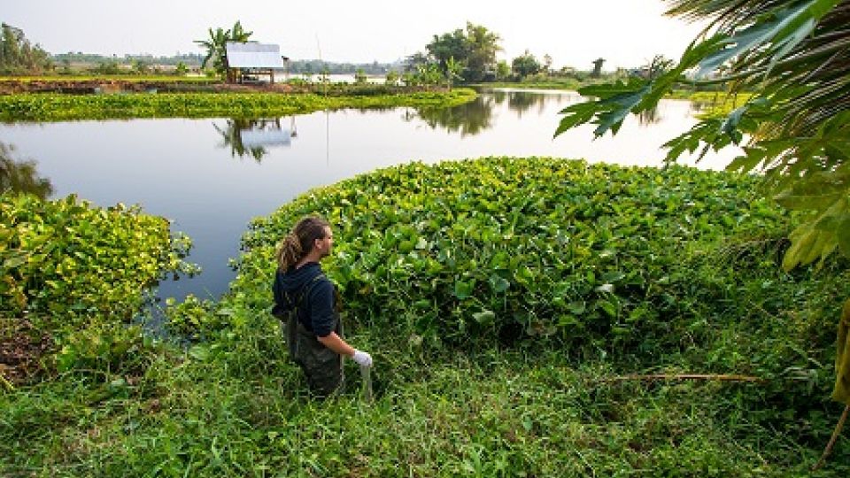 Fish samples from hot spots in Thailand contain toxic mercury