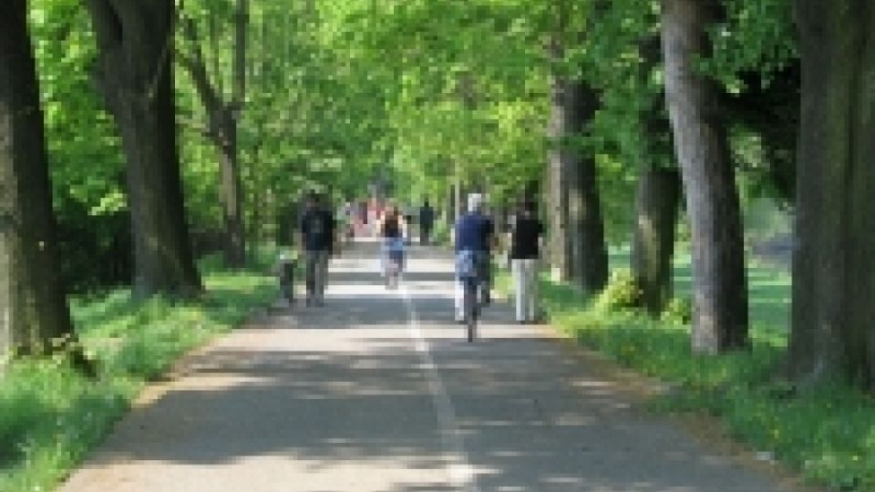 Přerov’s Rybářská tree avenue wins the tree avenue of the year 2012