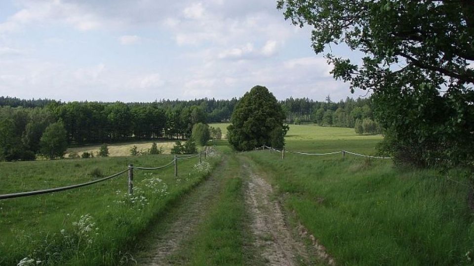 Na Šluknovsku vrátí do krajiny historické stromořadí, lidé se mohou stát patrony mladých stromů