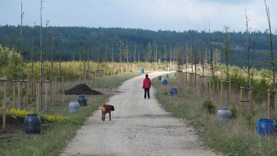 Alej přátelství během slavnosti dostane titul Alej roku 2018