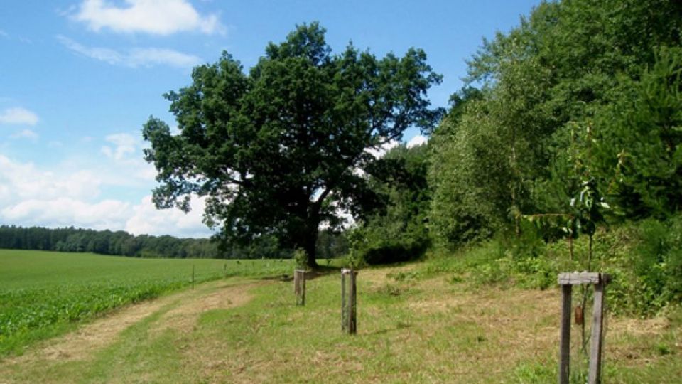 Stará Husí cesta dostane během slavnosti titul Alej roku 2017