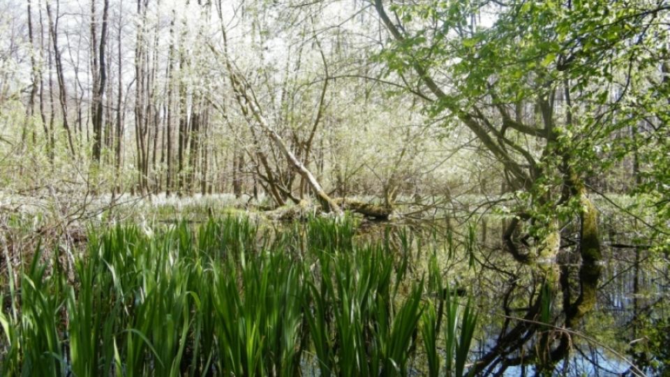 Jedinečný les u Karviné ohrožuje těžba uhlí i kácení. Krajský úřad má povinnost jej ochránit