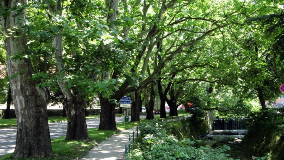 Moravské poradenské centrum o stromech se otevírá ve Zlíně