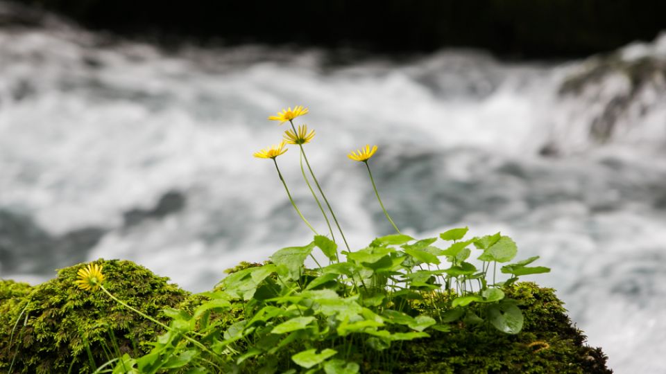 “Let’s vote for a healthier environment!“ Ecological organizations suggest priorities for the 2022 election in Bosnia and Herzegovina