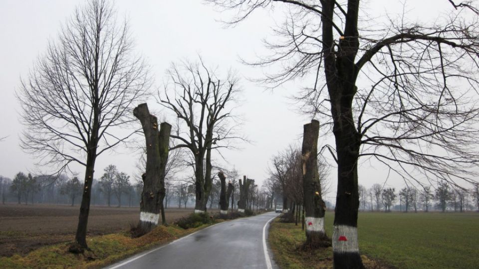 Šilheřovické aleje procházejí obnovou, dostávají odbornou péči i nové stromky