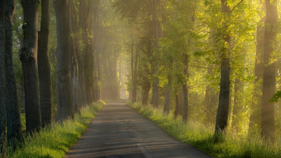 Anketa Alej roku otvírá také kategorii pro nadšené fotografy