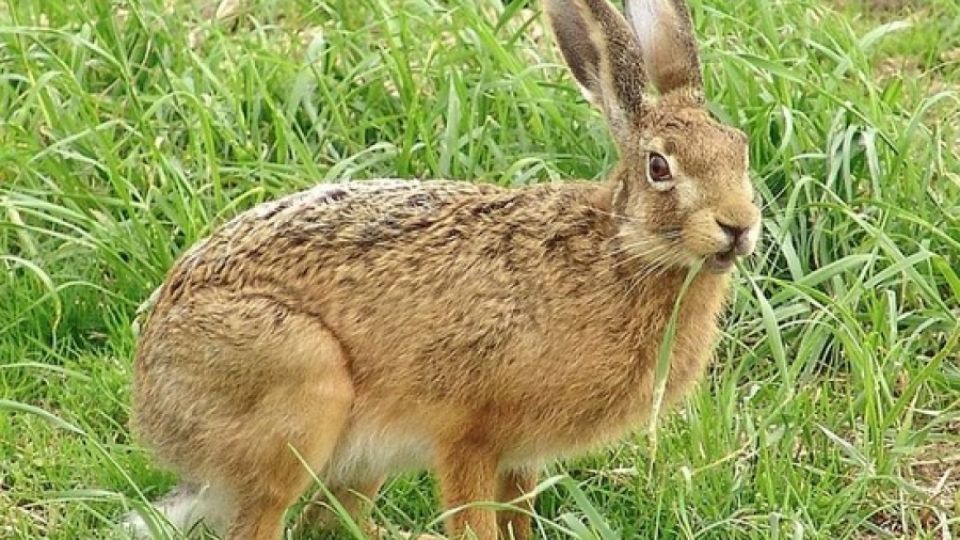 Zvířata v Lysé jsou kontaminována více než Arnika myslela