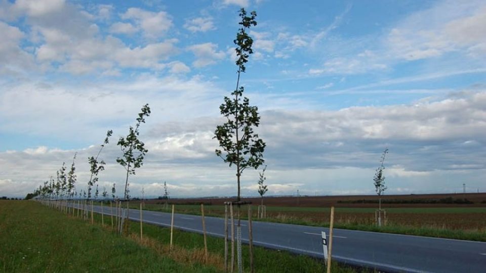 Obnova alejí u silnic je možná - v Pardubickém kraji se o ni úspěšně snaží