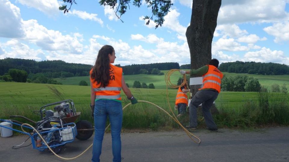 Natírání aleje ve Švábově v červnu 2016