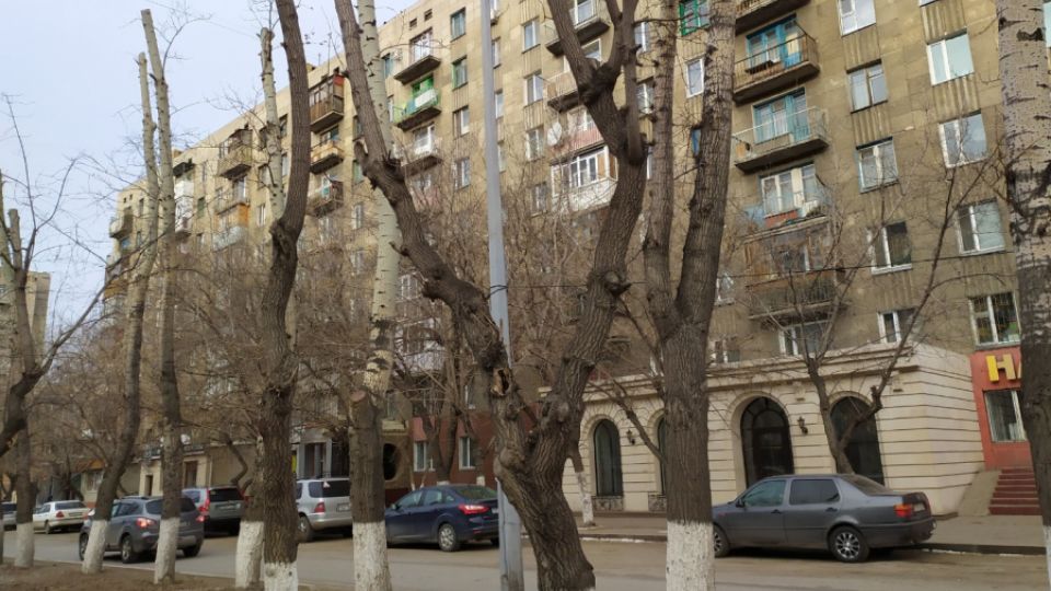 Trees and the city. New protection rules in Karaganda