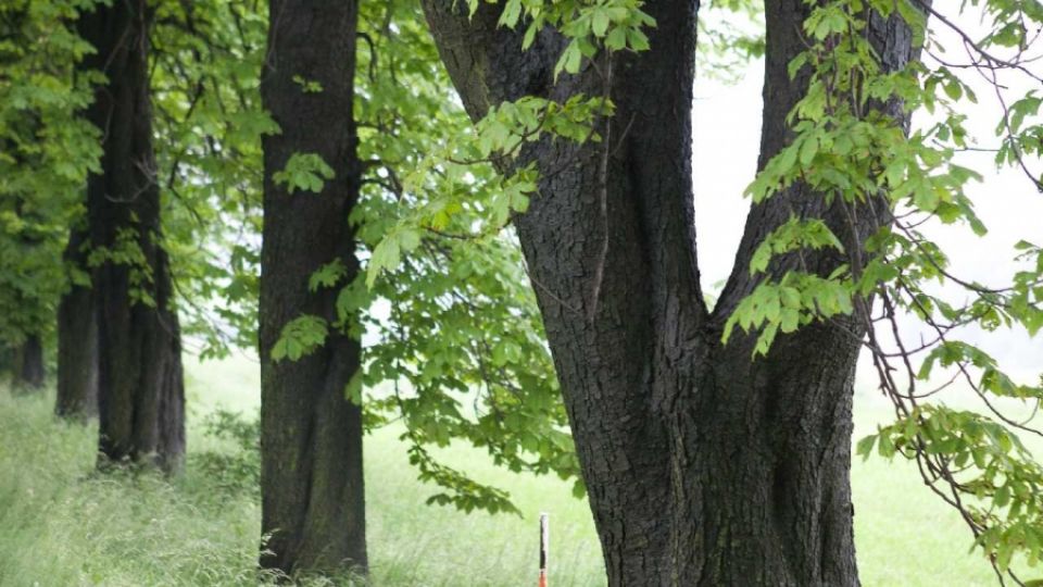 Natírání bílých bezpečnostních pruhů na alej v Dolních Tošanovicích