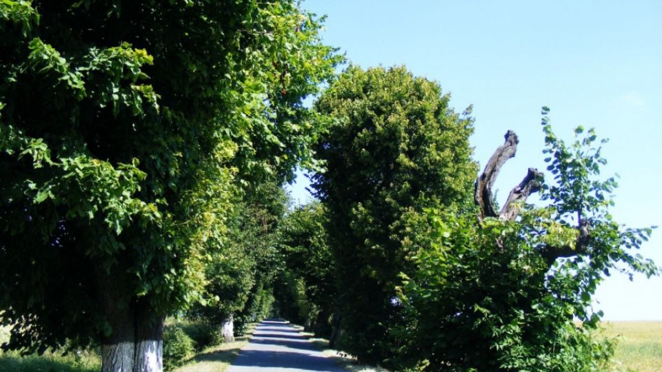 Vedení Radkova bude na záchraně unikátní aleje úzce spolupracovat s nevládkami