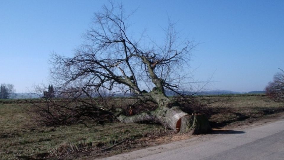 Alej z Třeště do Růžené