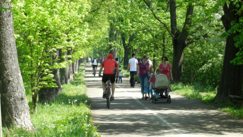 Hledá se nejhezčí stromořadí – Arnika zahajuje anketu Alej roku 2013