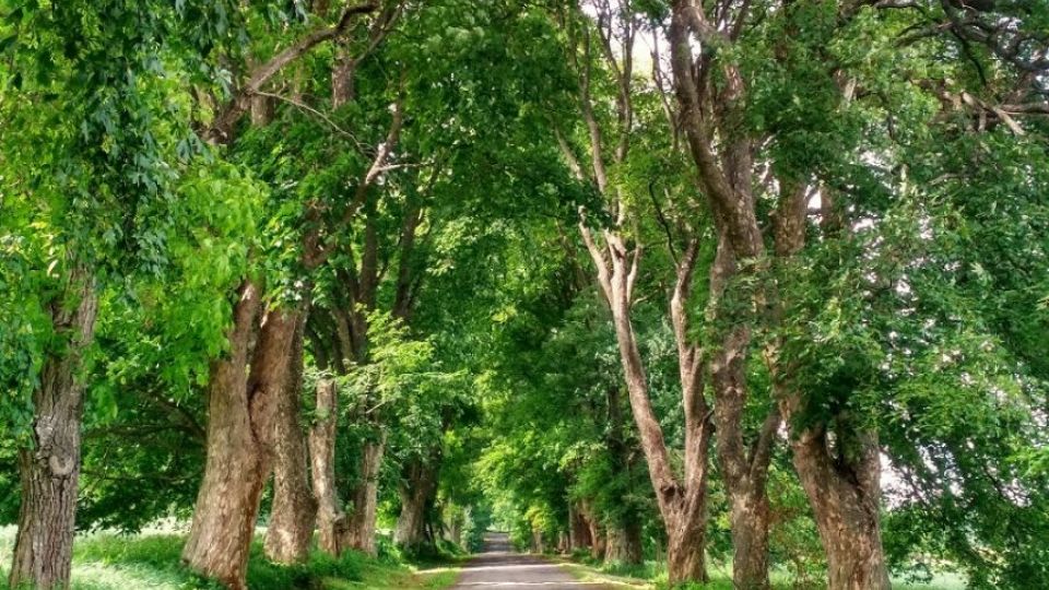 Nejkrásnější fotografií ankety Alej roku je snímek aleje u Malčína na Vysočině