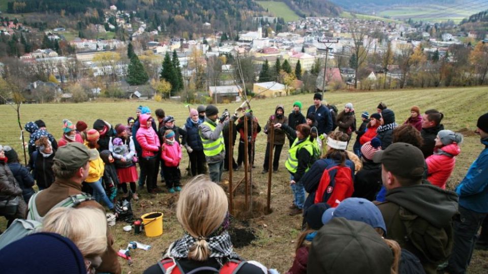 Na Jesenicku roste nové stromořadí, dobrovolníci vysadili padesát třešní