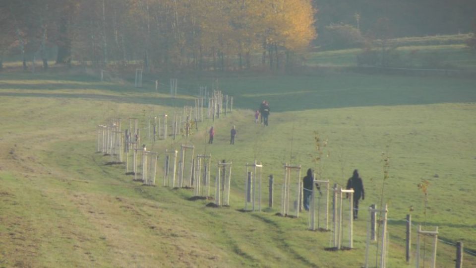 Lidé budou putovat česko-německou alejí ve Šluknově, kterou vysázeli společně s Arnikou