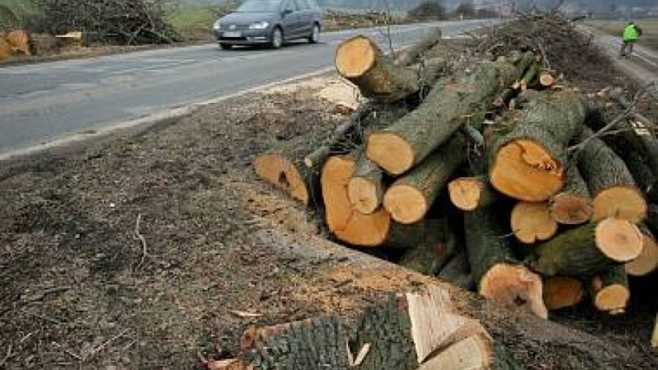 Kácení aleje u Ždírce kvůli rekonstrukci silnice