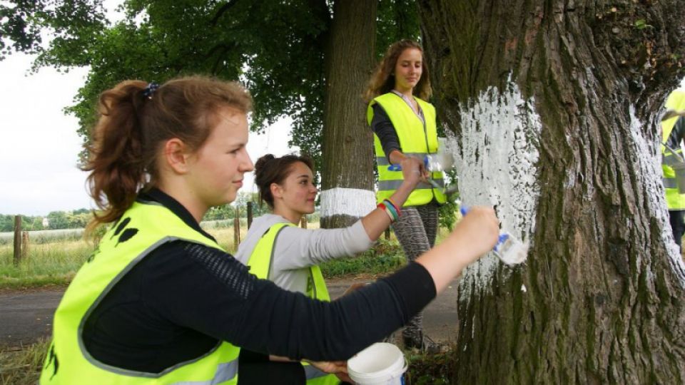 Paint and Protect: Tree-lined avenue near Zásmuky is now safer