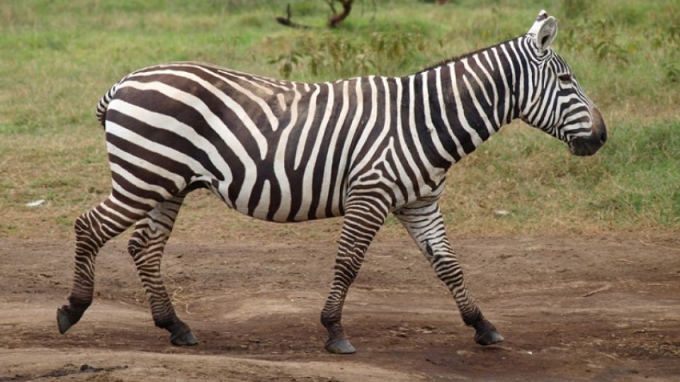 Lake Nakuru National Park in Kenya (2011)