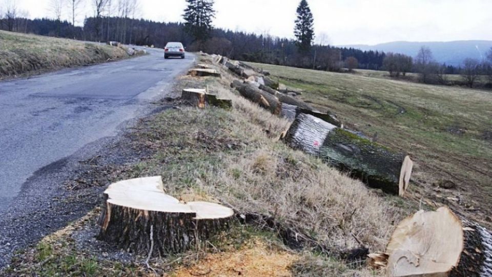 Trees around our Roads are disappearing, Regional Road Maintenance admits it reluctantly