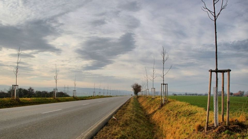 Aleje kvalitních stromů nově lemují část silnic na Pardubicku