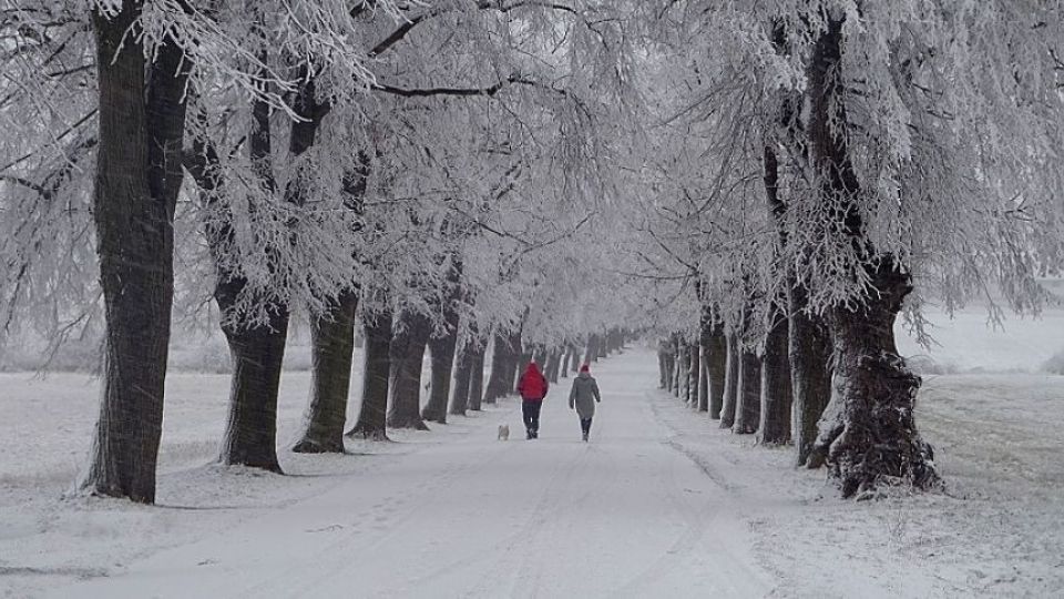 Rok 2019 s Arnikou. Co se nám povedlo?