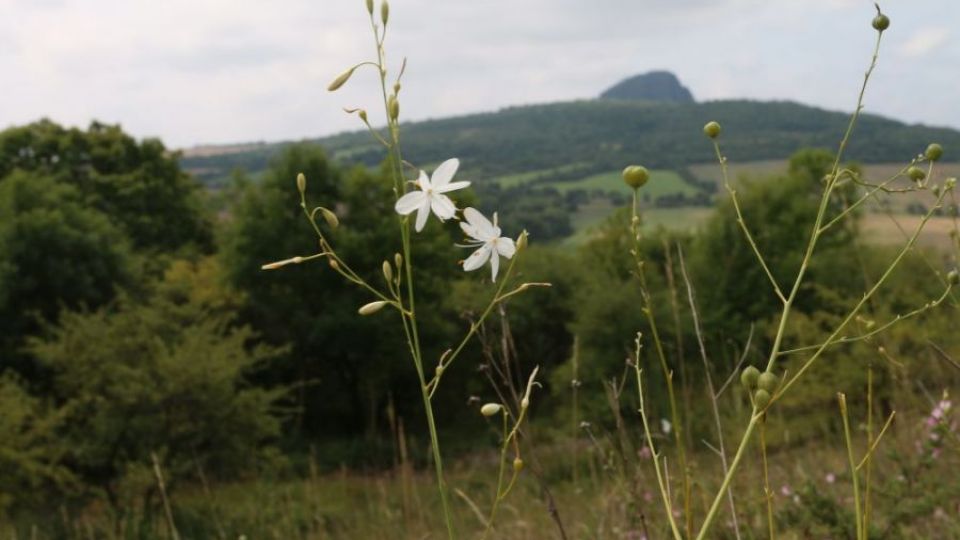 Aktivní péče o stepi v Českém středohoří chrání vzácné  a chráněné druhy rostlin a živočichů