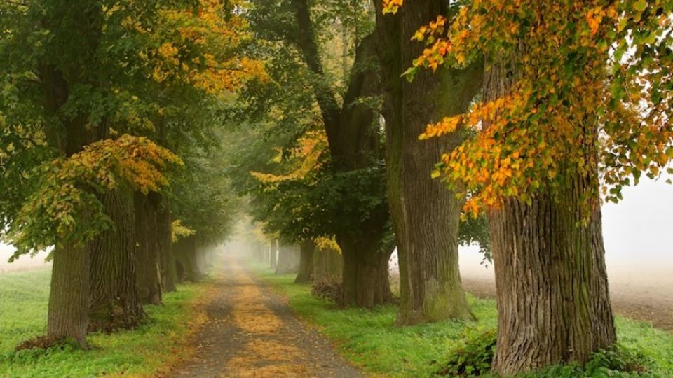 Nejkrásnější fotografií ankety Alej roku se stal snímek Valdštejnské aleje v Zahrádkách na Liberecku