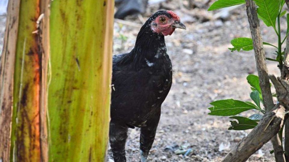 “Toxická vejce” ve Švýcarsku svědčí o globálním znečištění nebezpečnými látkami